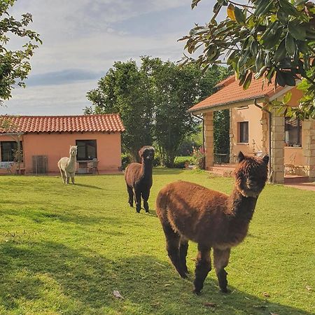 Hotel 3 Alpacas La Campa Esterno foto
