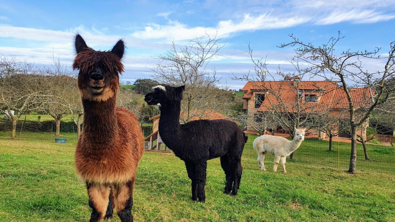 Hotel 3 Alpacas La Campa Esterno foto
