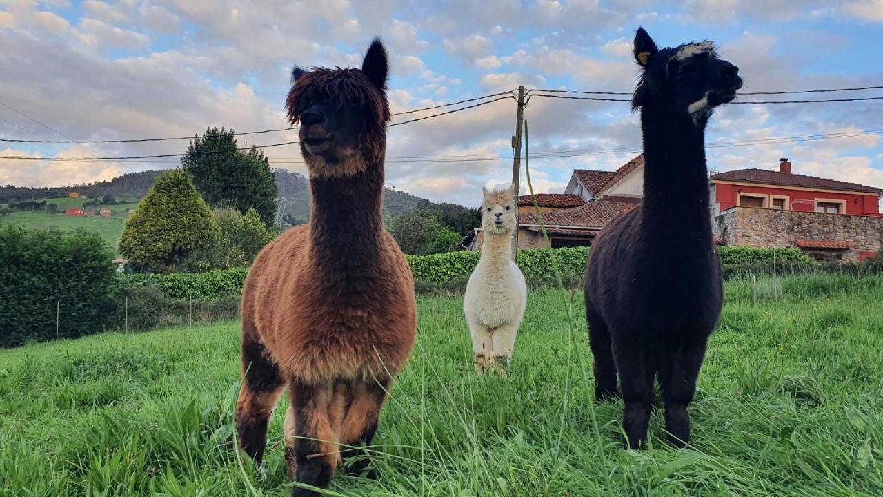 Hotel 3 Alpacas La Campa Esterno foto
