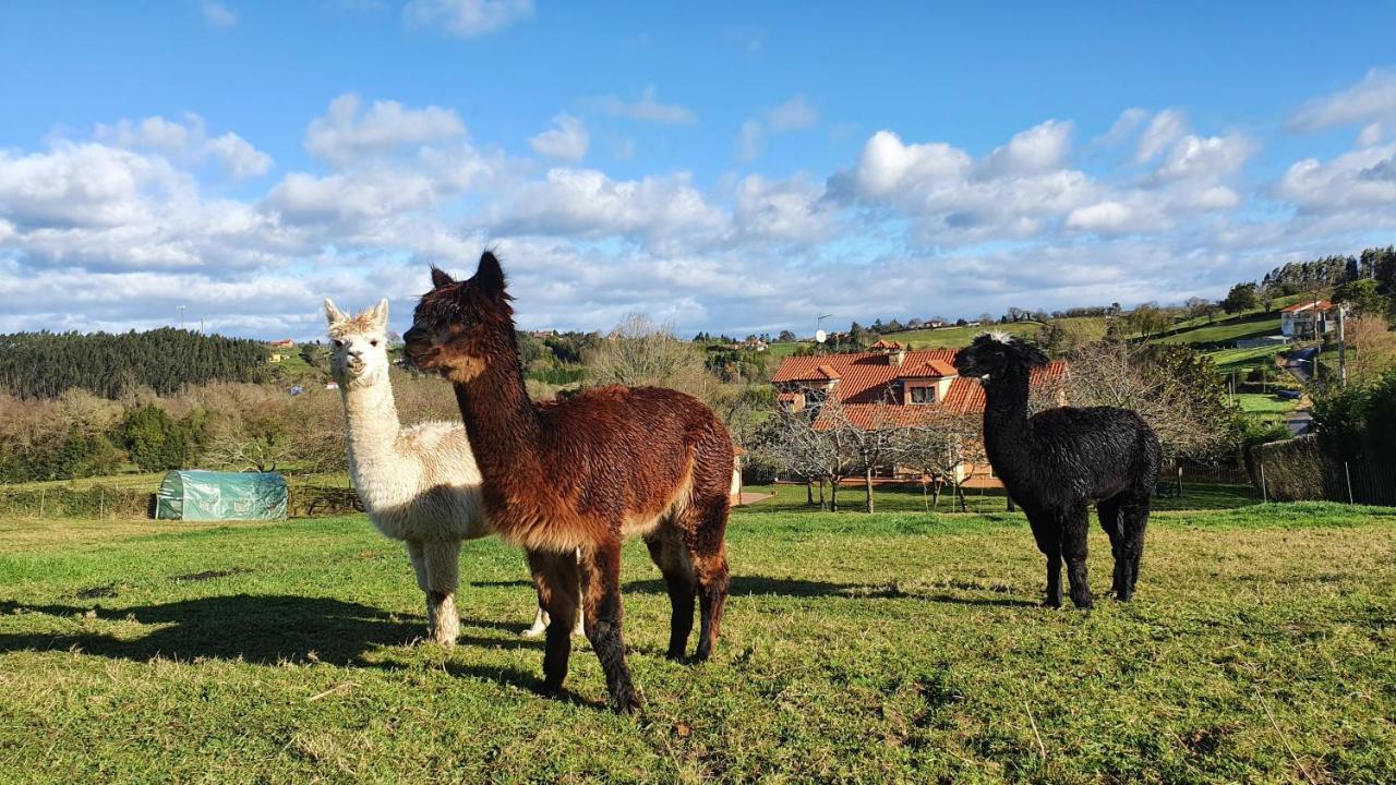 Hotel 3 Alpacas La Campa Esterno foto
