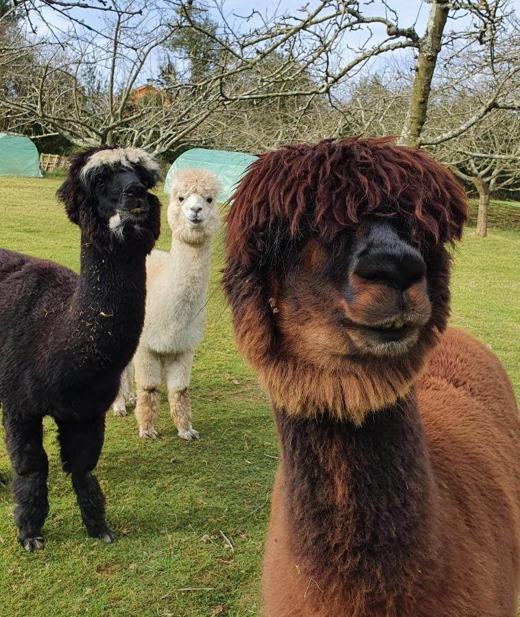 Hotel 3 Alpacas La Campa Esterno foto