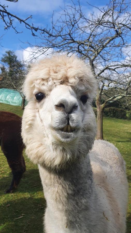 Hotel 3 Alpacas La Campa Esterno foto